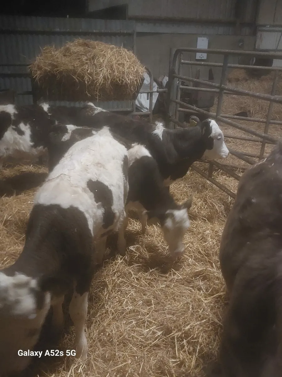 Simmental heifer calves - Image 1