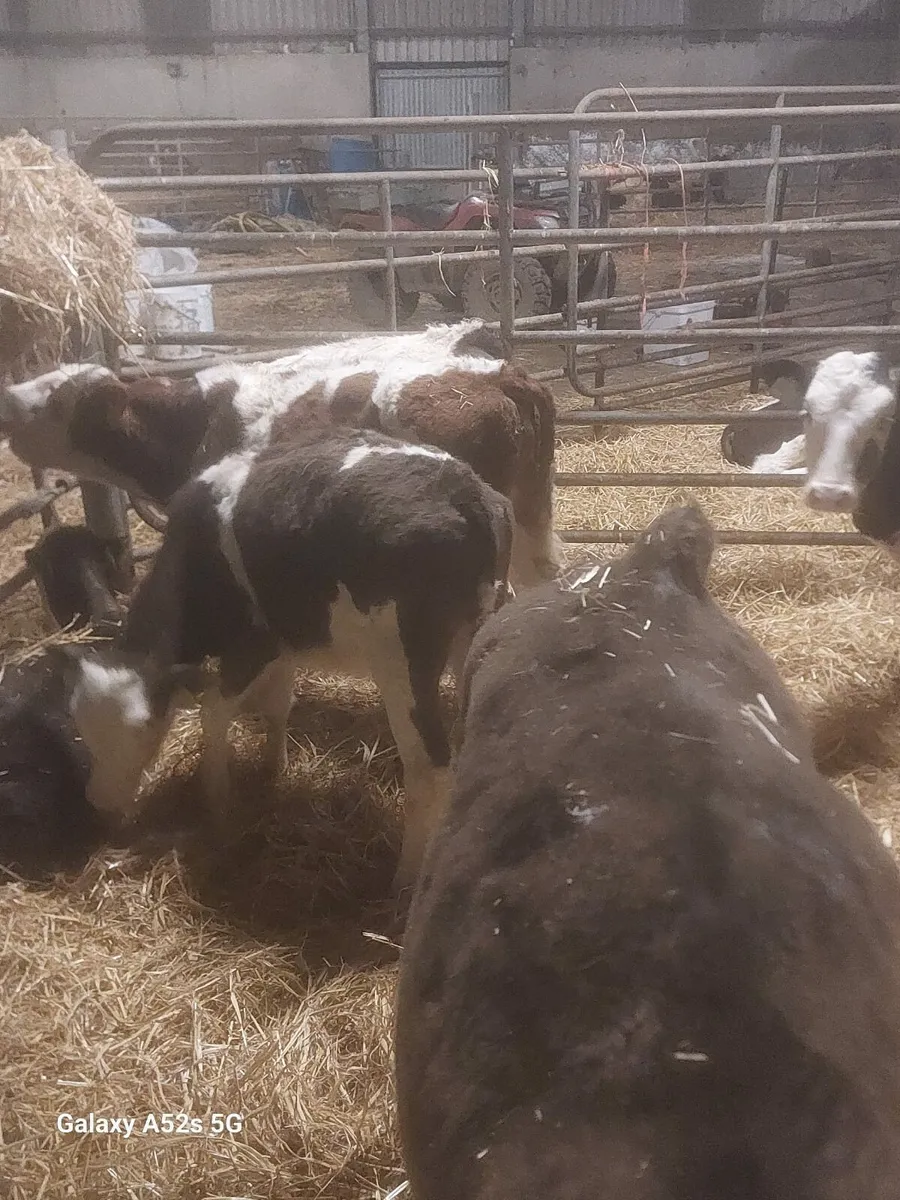 Simmental heifer calves - Image 2