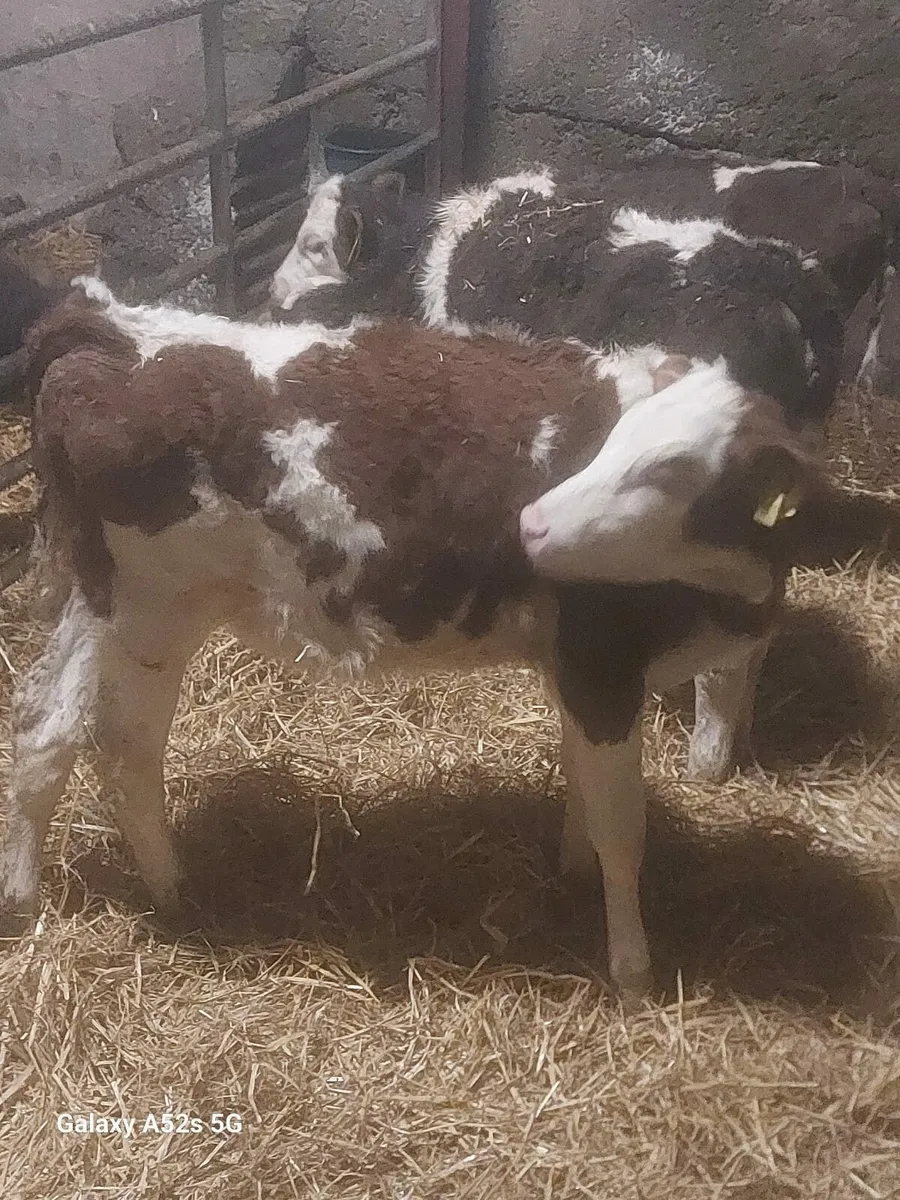 Simmental heifer calves - Image 4