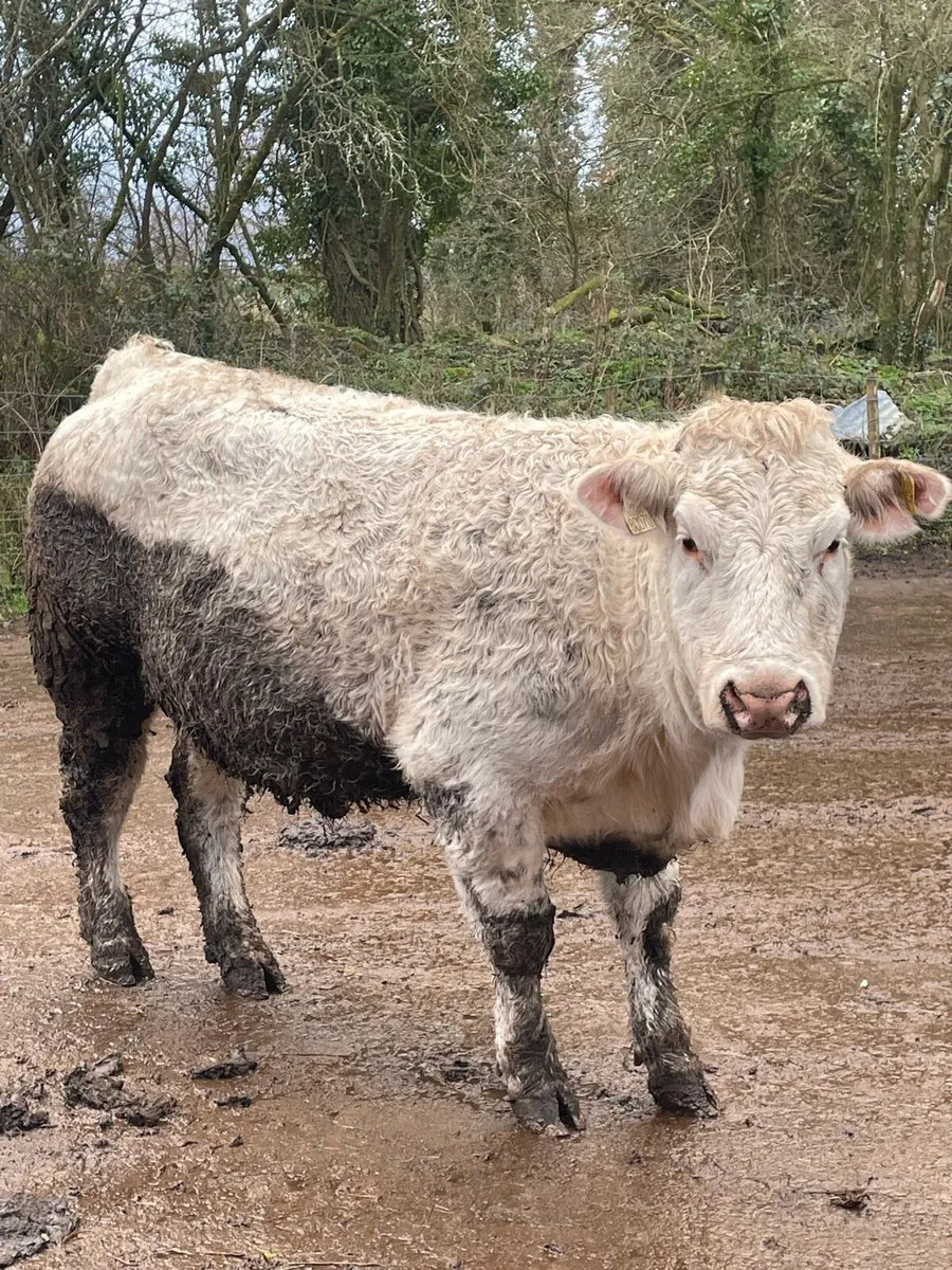 Super Charolais Incalf heifer - Image 1