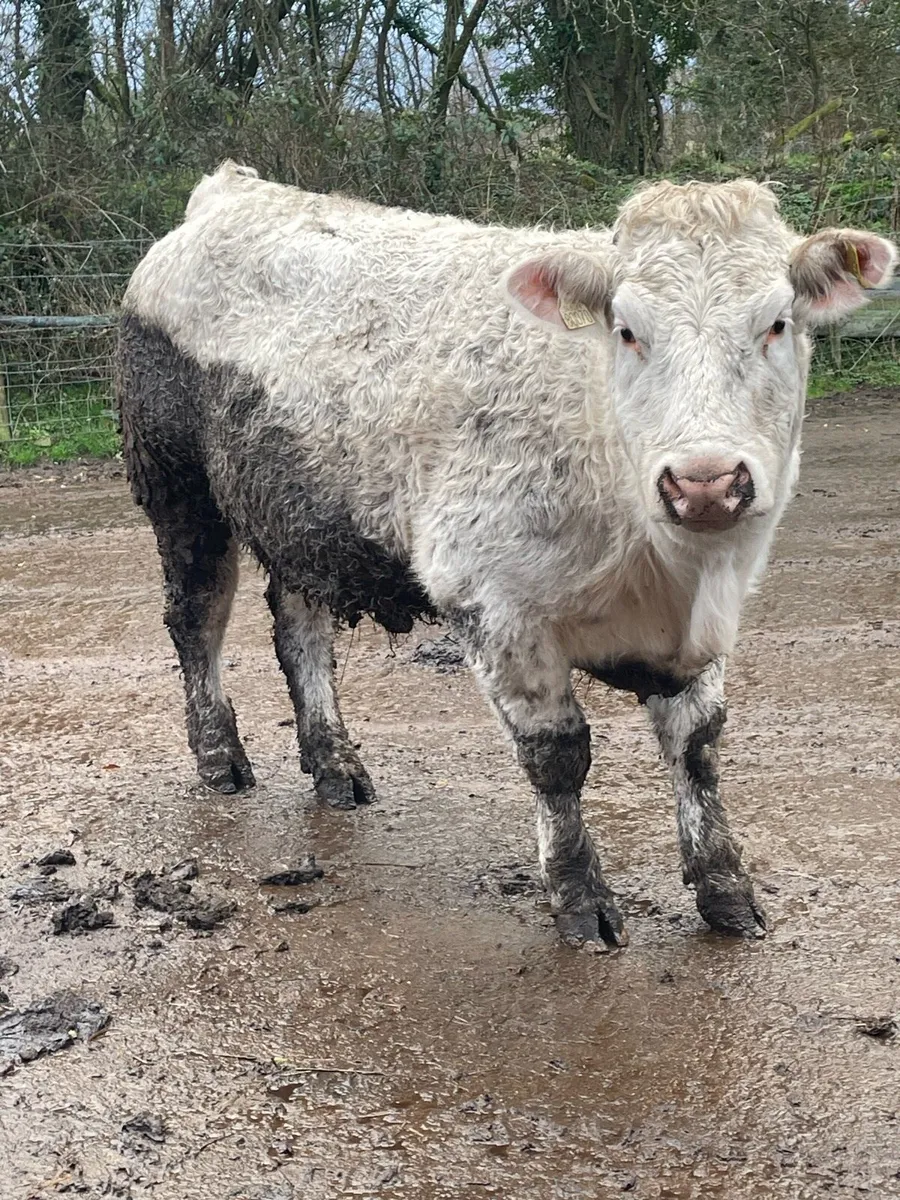 Super Charolais Incalf heifer - Image 2