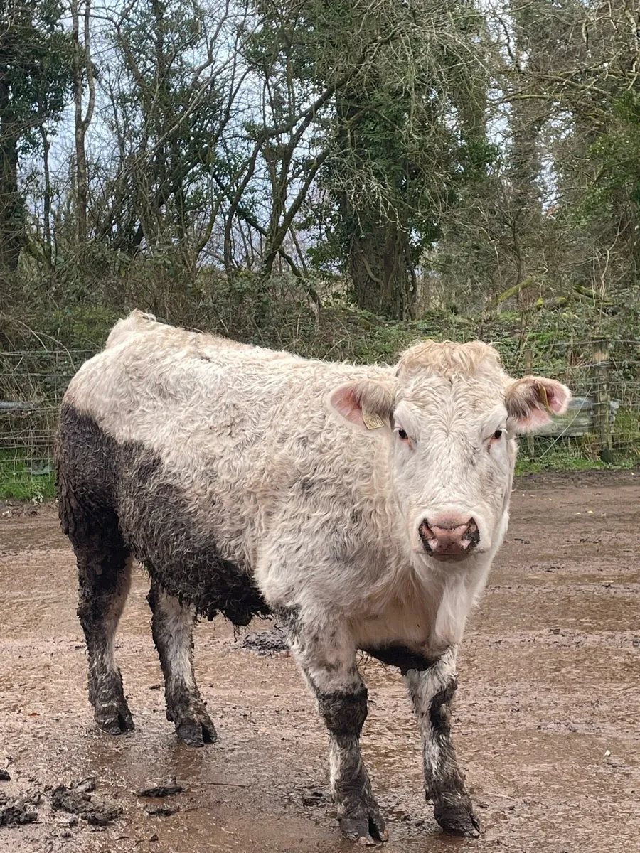 Super Charolais Incalf heifer - Image 3
