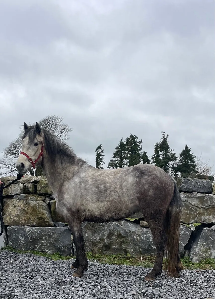 4 year old Connemara Filly - Image 1
