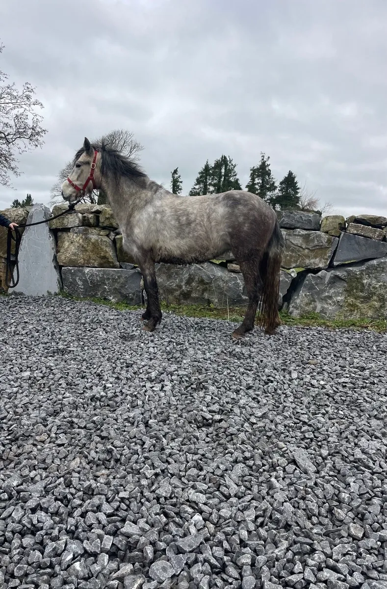 4 year old Connemara Filly - Image 3