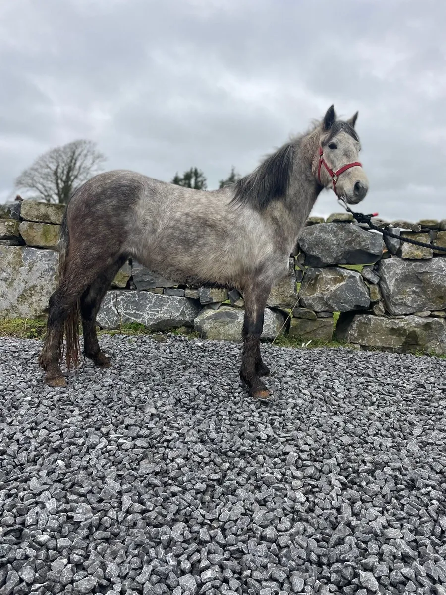 4 year old Connemara Filly - Image 4