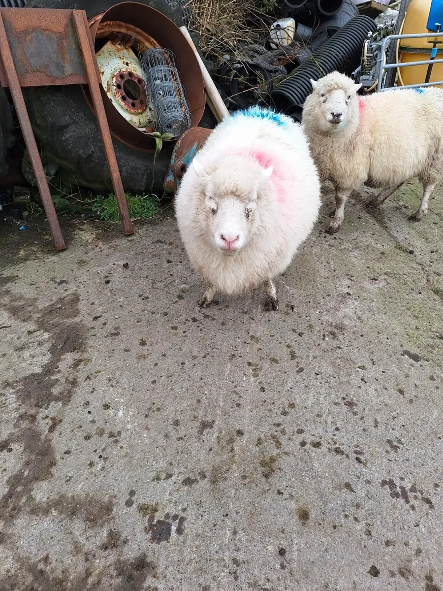 Sheep - Image 1