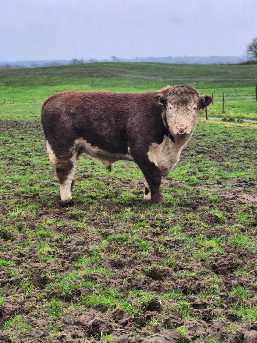 Hereford bull - Image 2
