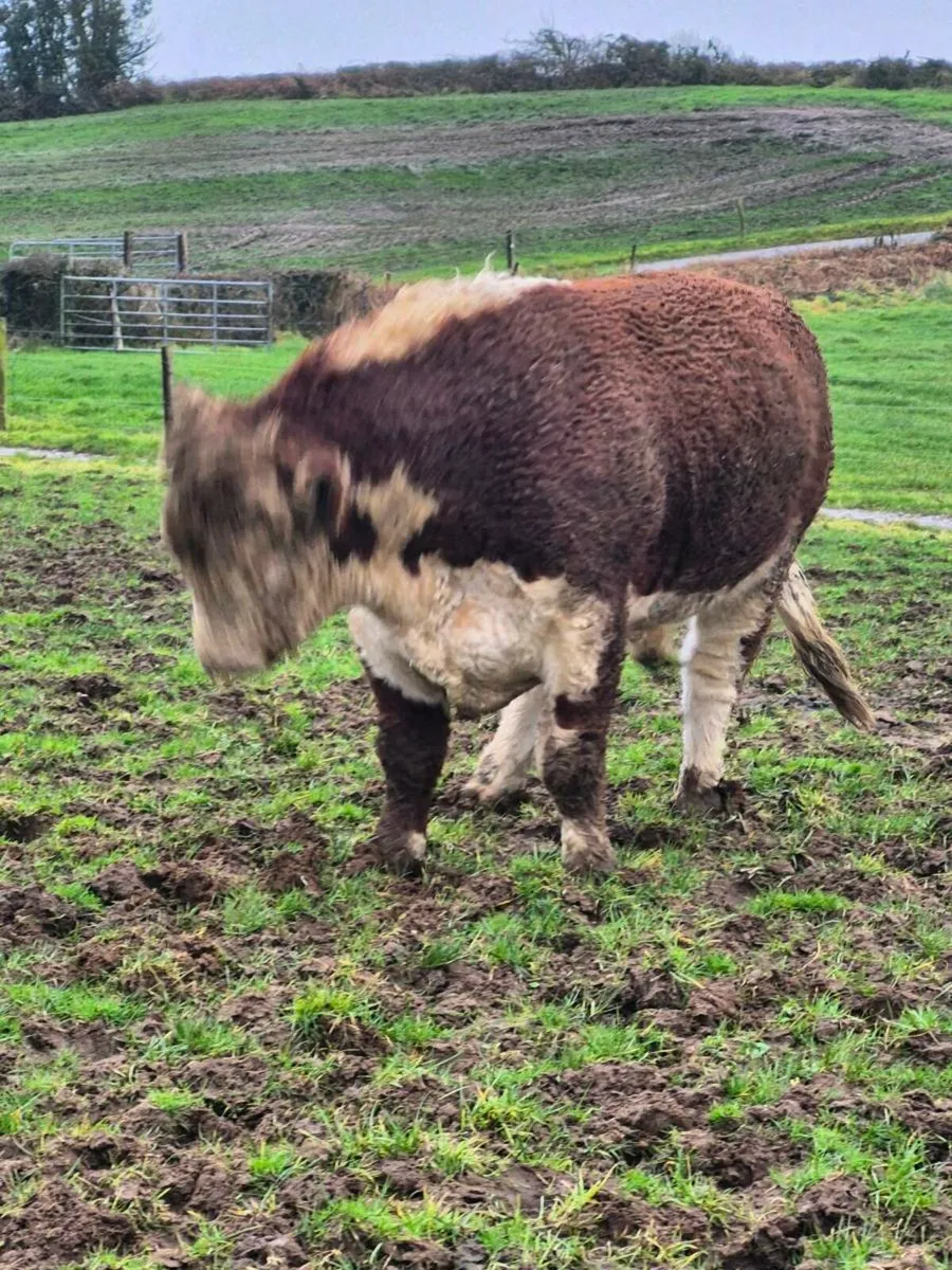 Hereford bull - Image 3