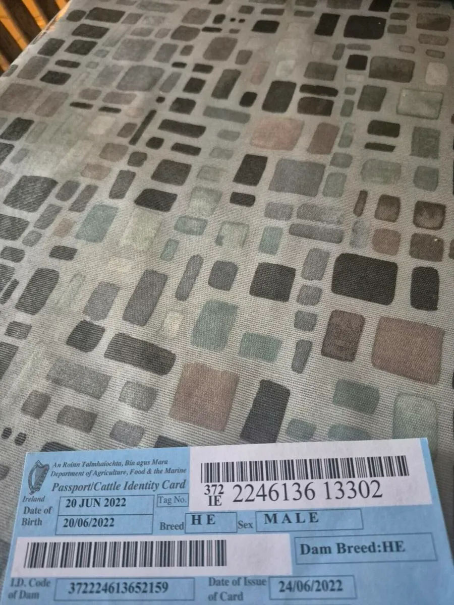 Hereford bull - Image 4