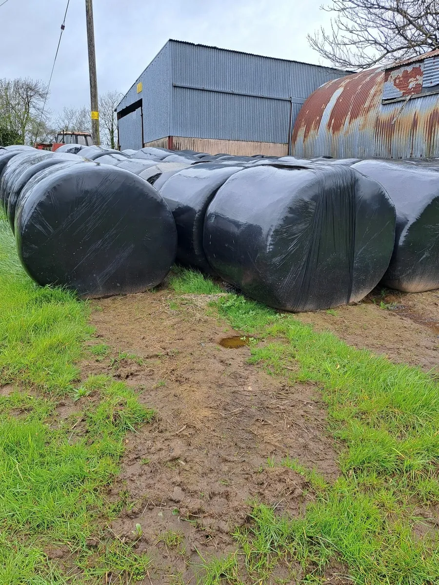 Round Bales Silage and Hay - Image 1