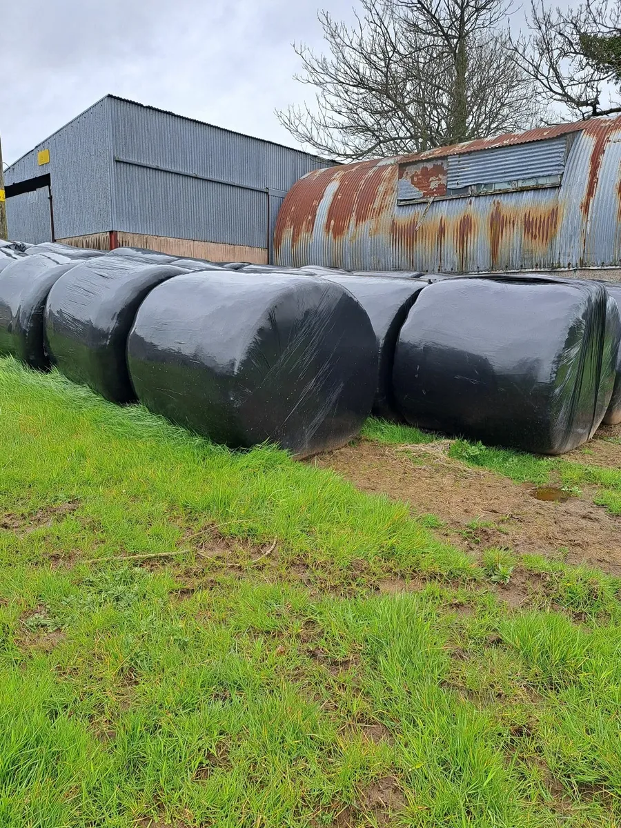 Round Bales Silage and Hay - Image 2
