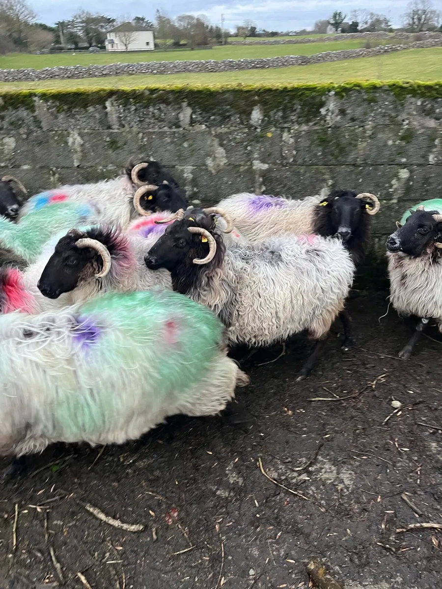 Sheep - Image 1