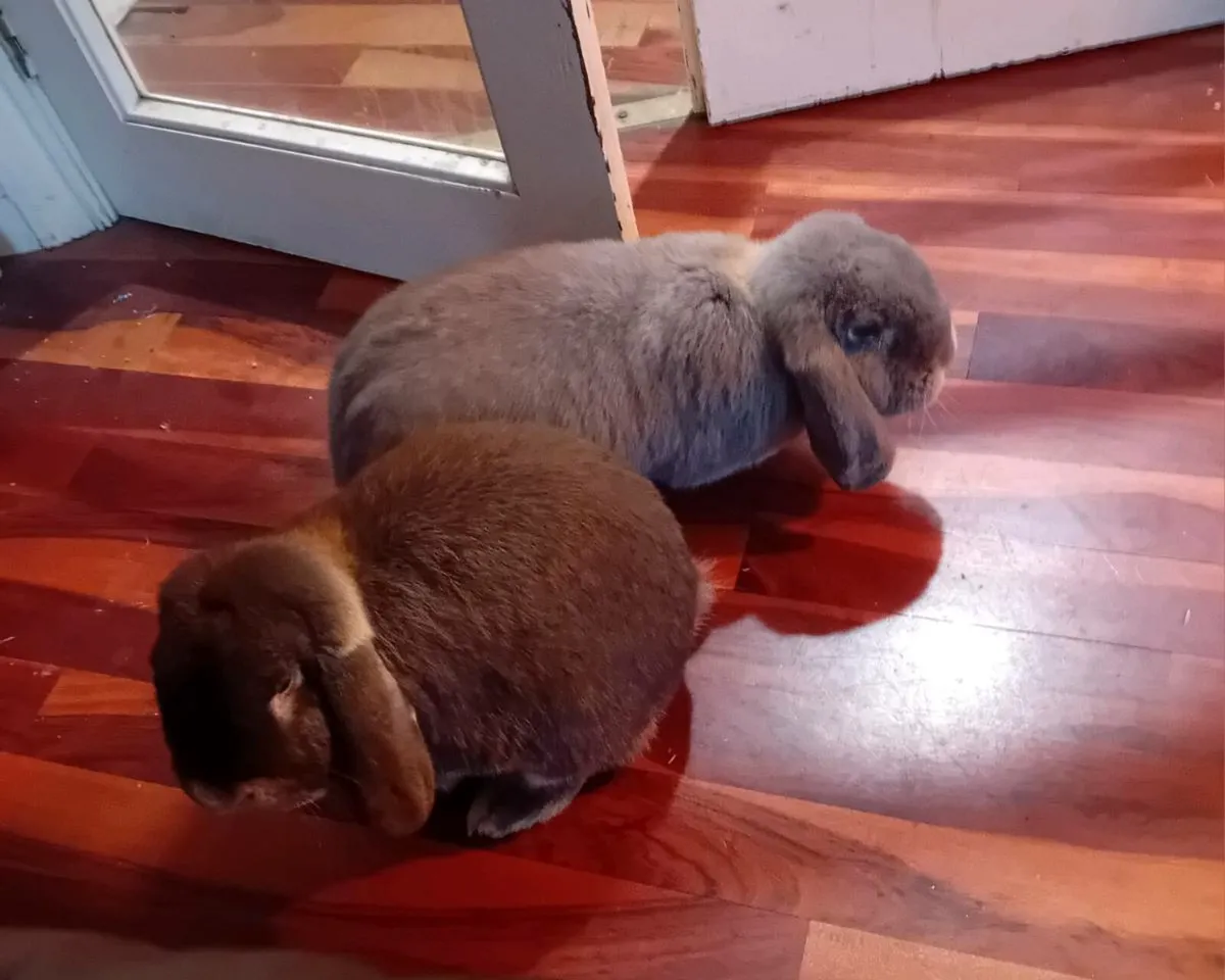 Milo & Caoimhe 2 giant french lop eared rabbits - Image 3