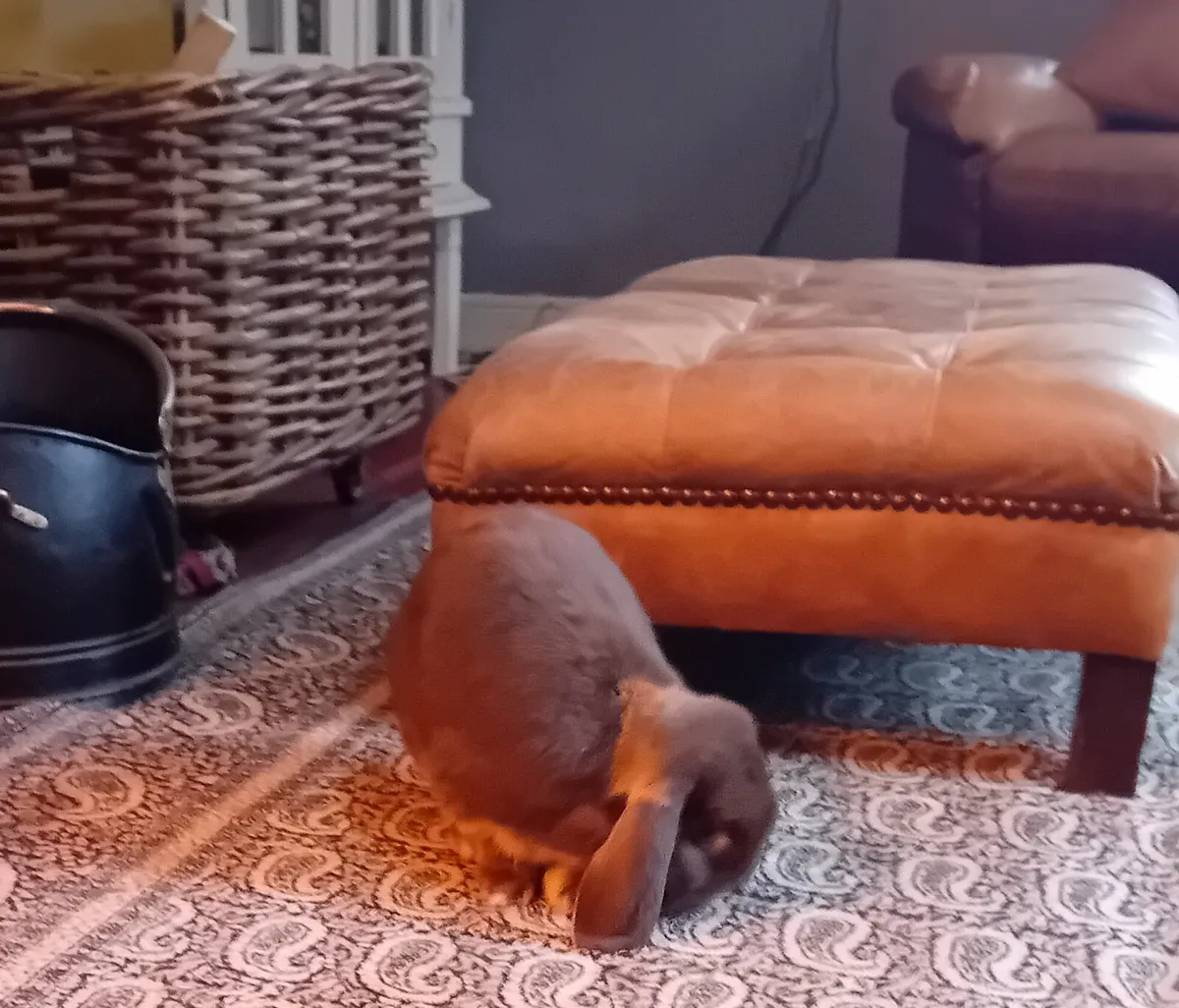 Milo & Caoimhe 2 giant french lop eared rabbits - Image 4