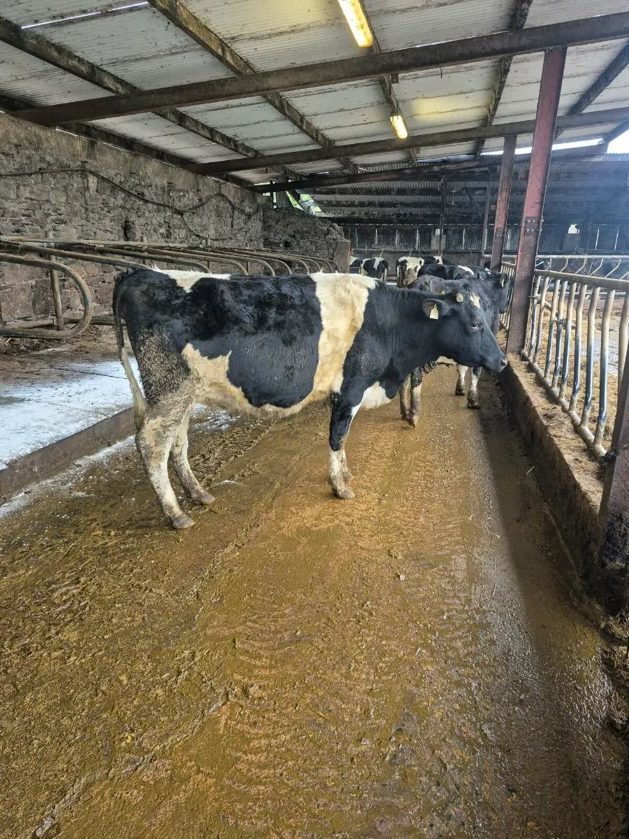 Incalf heifers - Image 1