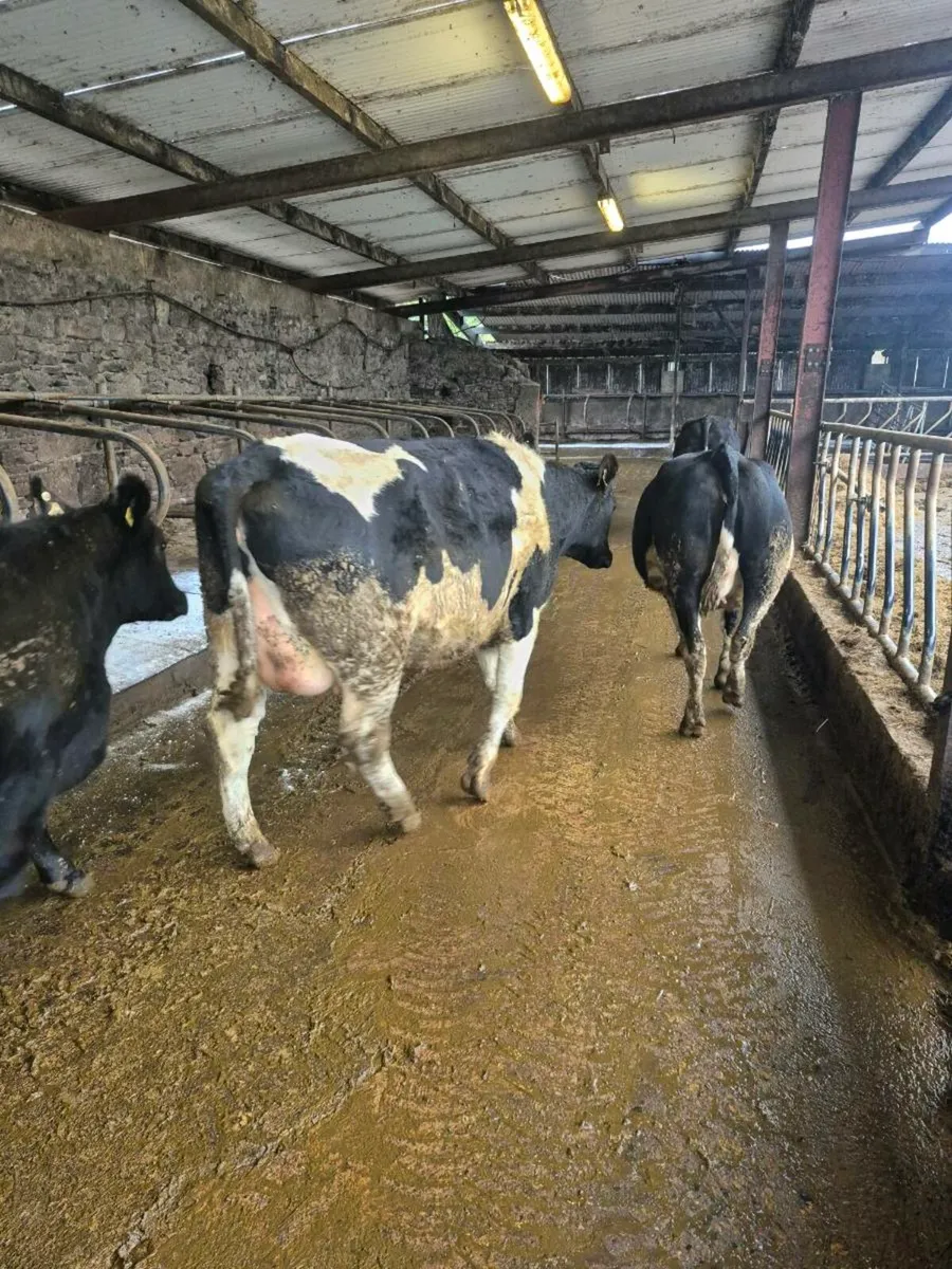 Incalf heifers - Image 2