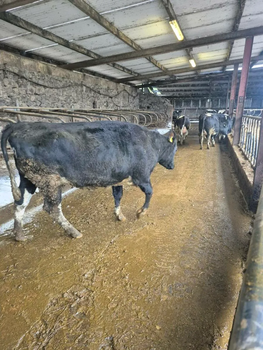 Incalf heifers - Image 3