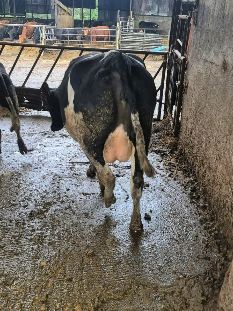 Incalf heifers - Image 4