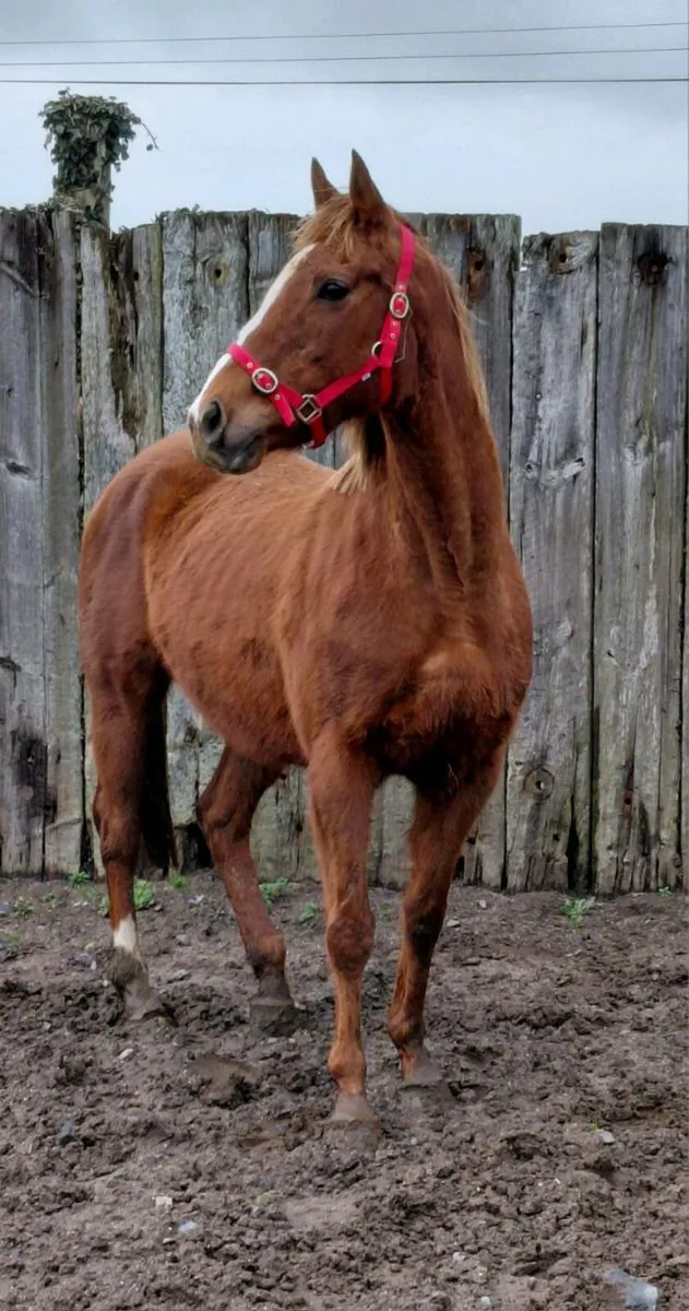 Tb mare in foal to palomino cob - Image 2