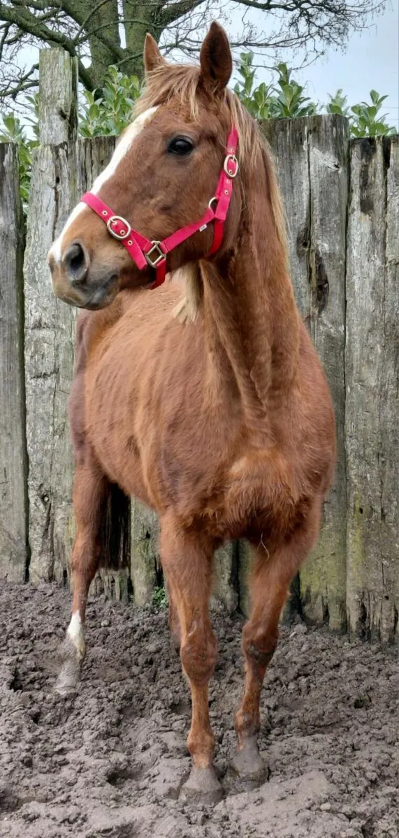 Tb mare in foal to palomino cob - Image 3