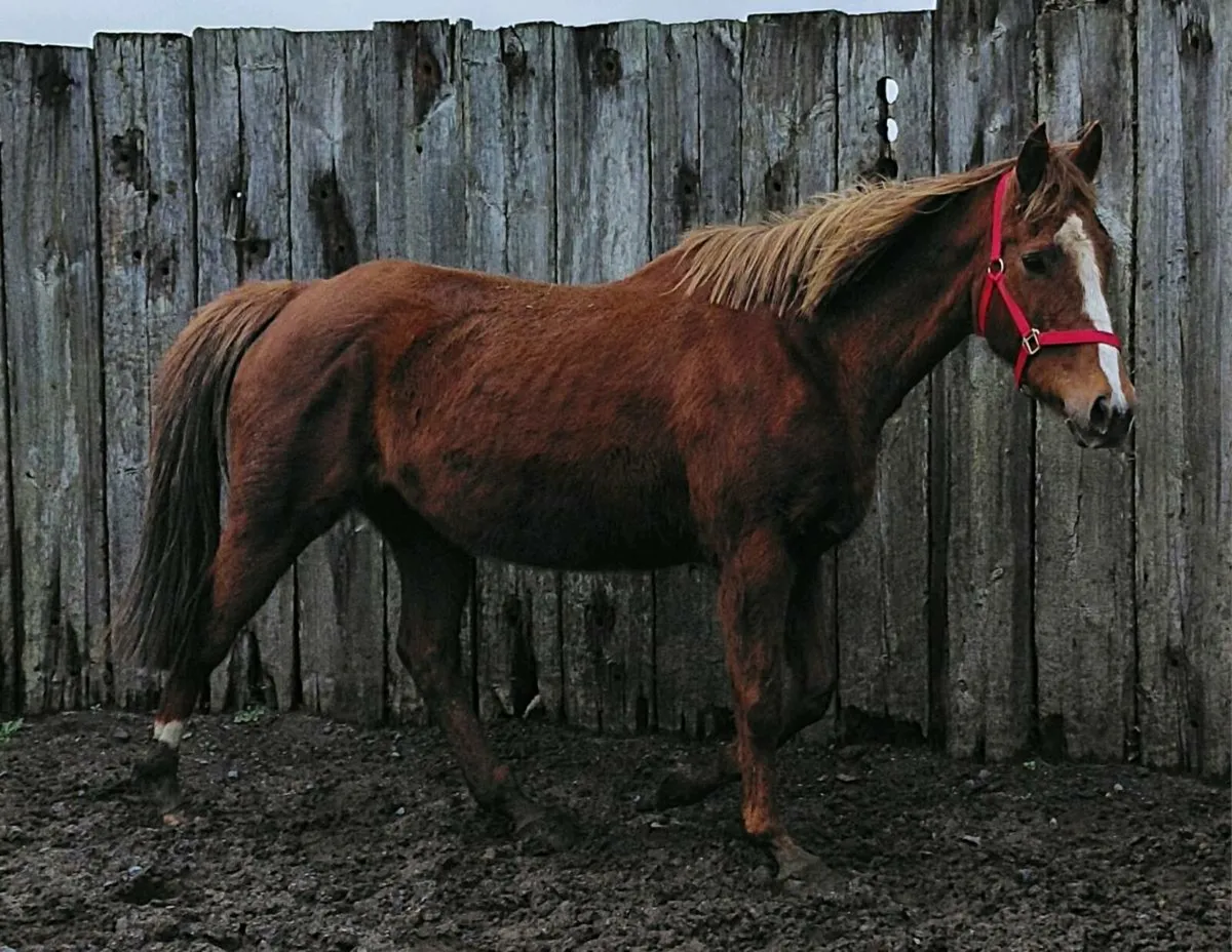 Tb mare in foal to palomino cob - Image 4