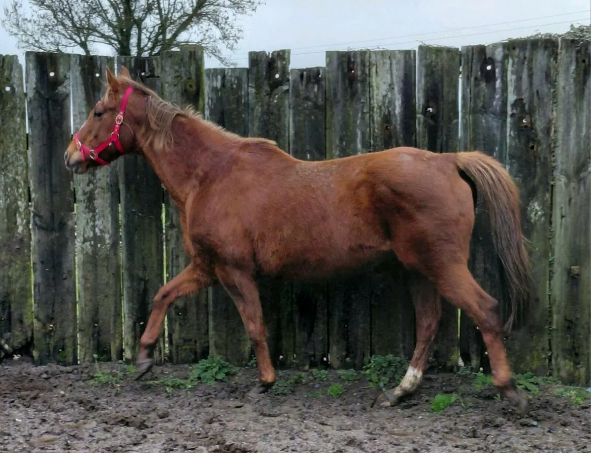 Tb mare in foal to palomino cob - Image 1