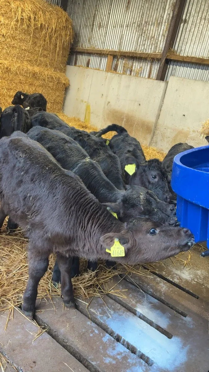 Angus calves - Image 2
