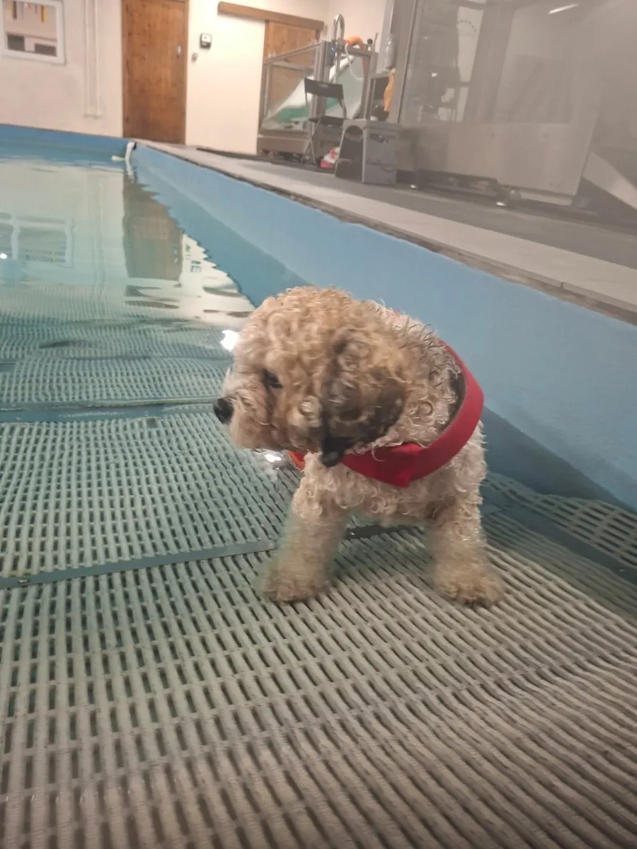 Veterinary Physiotherapy Service - Image 3