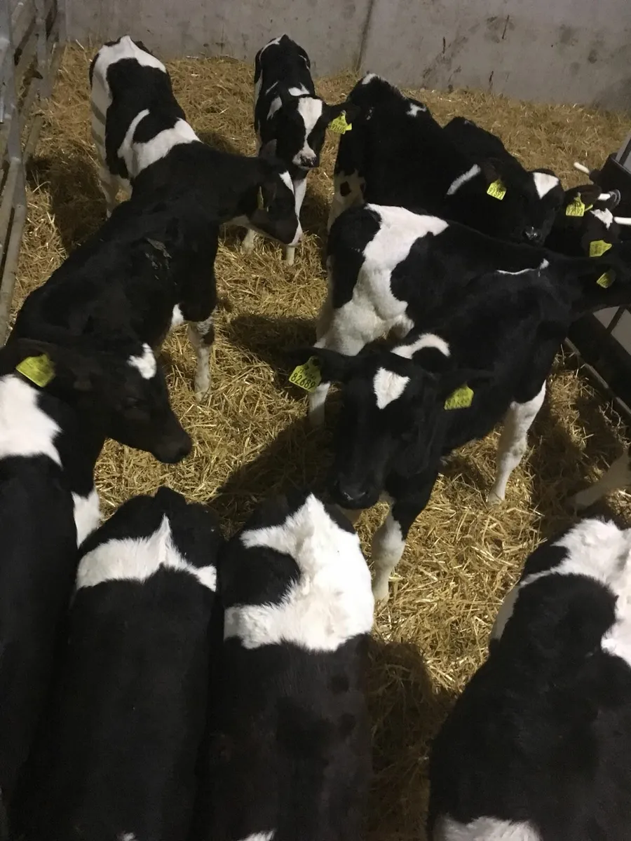 Friesian Bull calves - Image 1