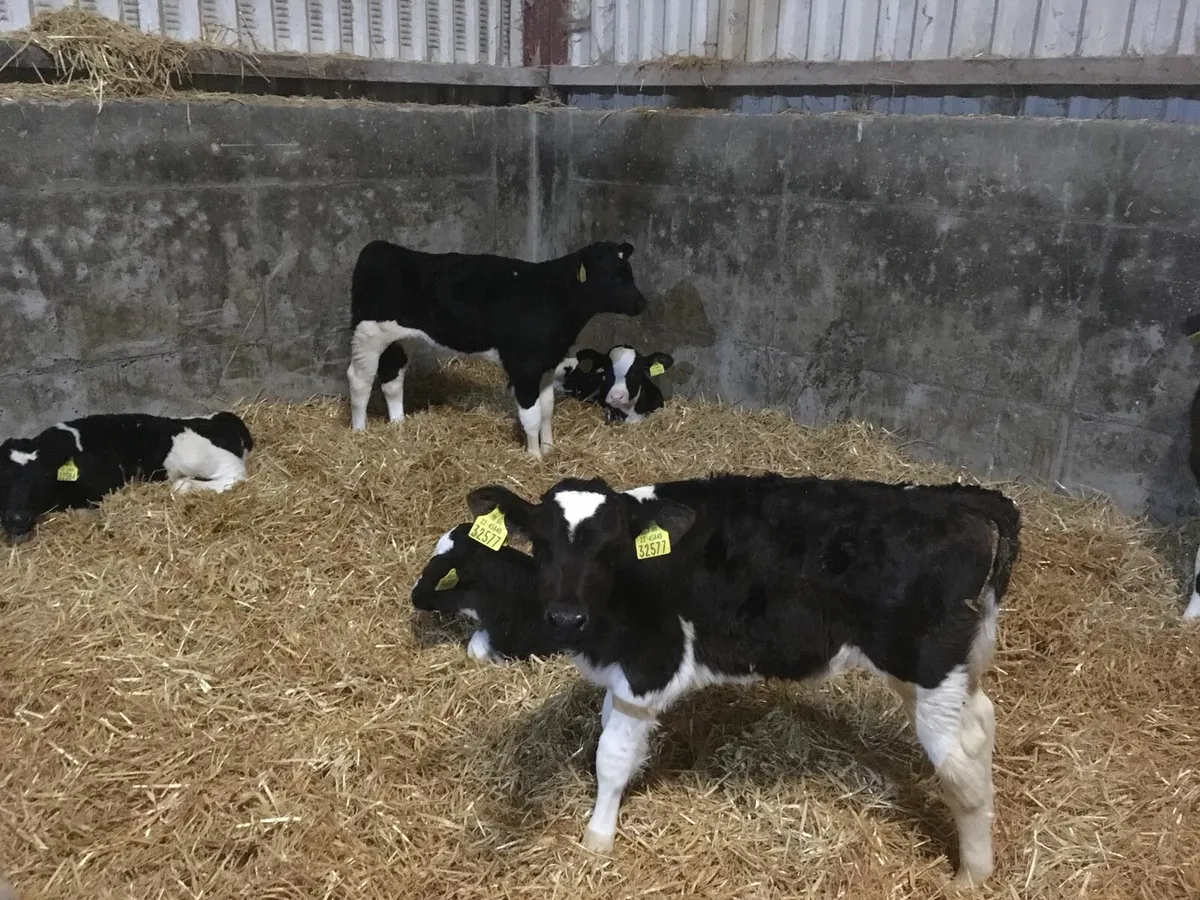 Friesian Bull calves - Image 3