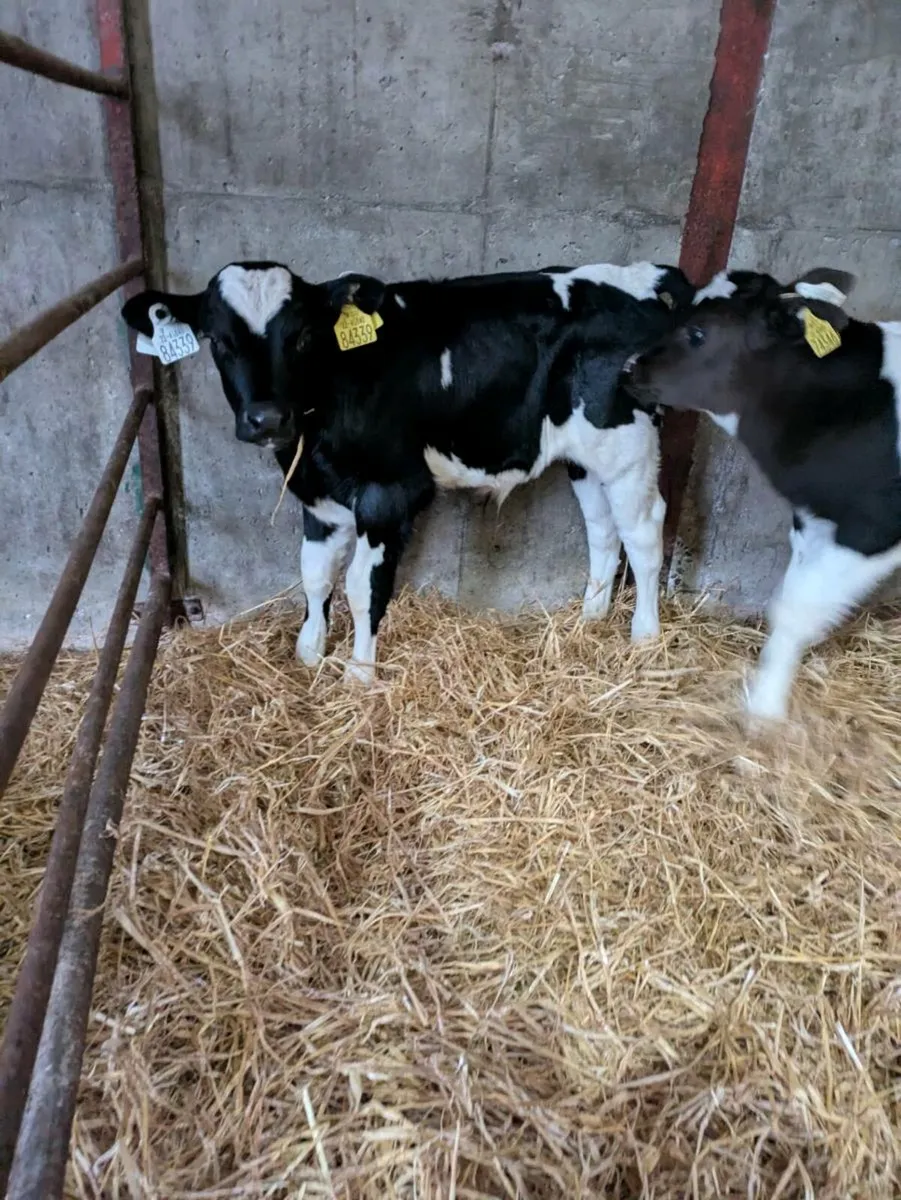 Friesian Bull calves - Image 4