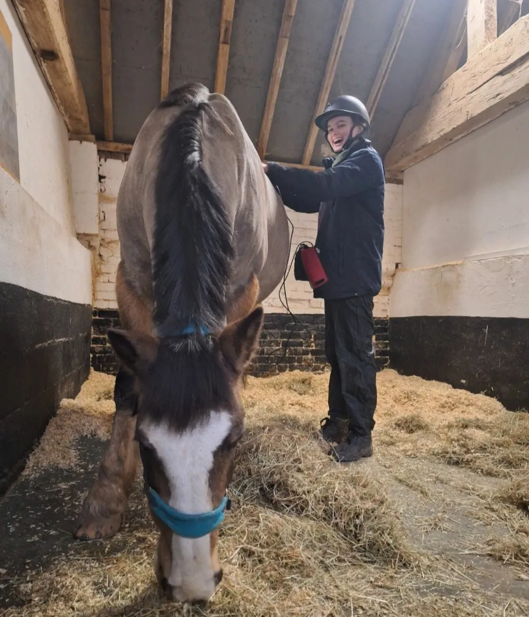 Veterinary Physiotherapy Service - Image 4