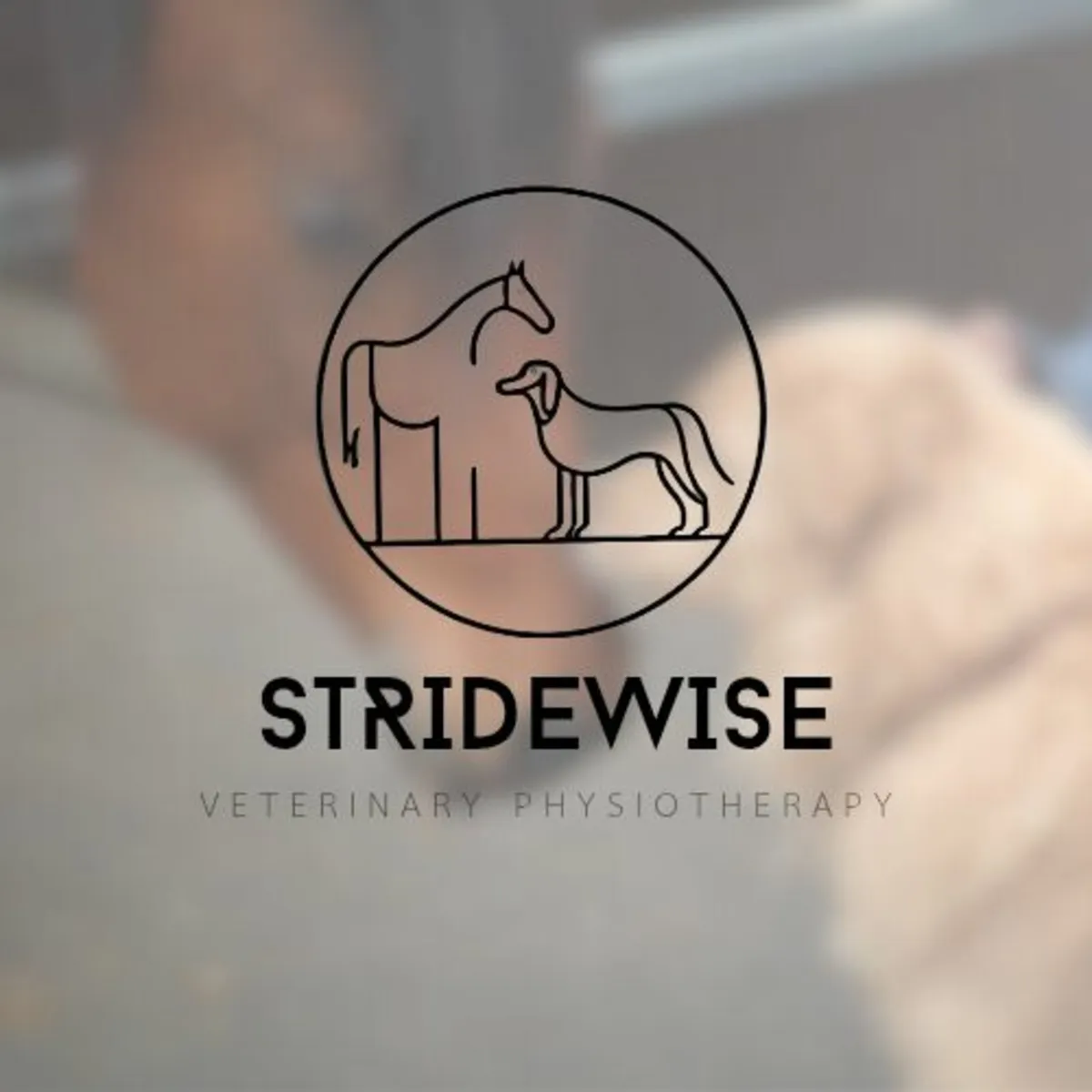 Veterinary Physiotherapy Service - Image 1
