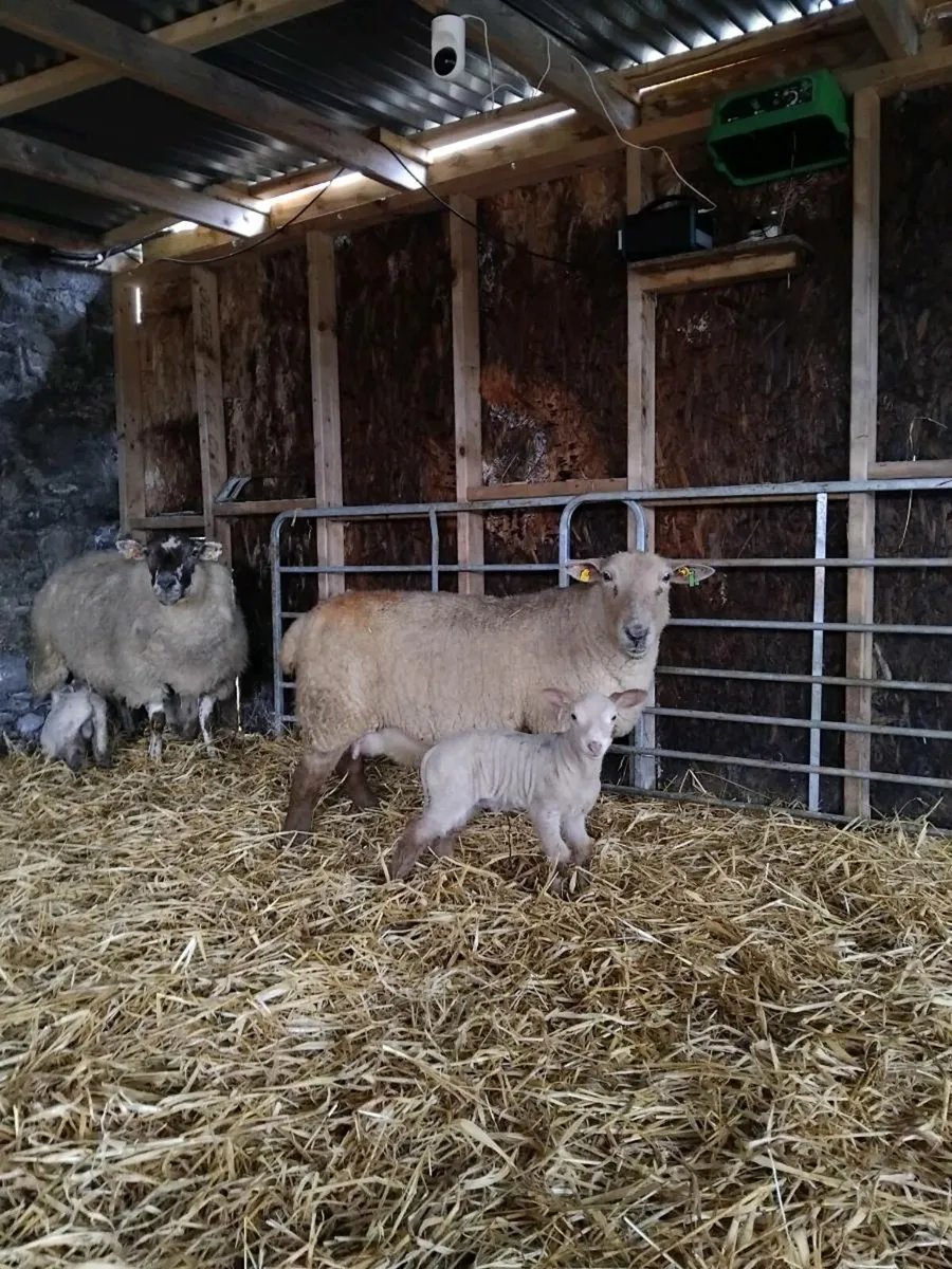 🌟🌟Ewes with lambs at foot 🌟🌟 - Image 1
