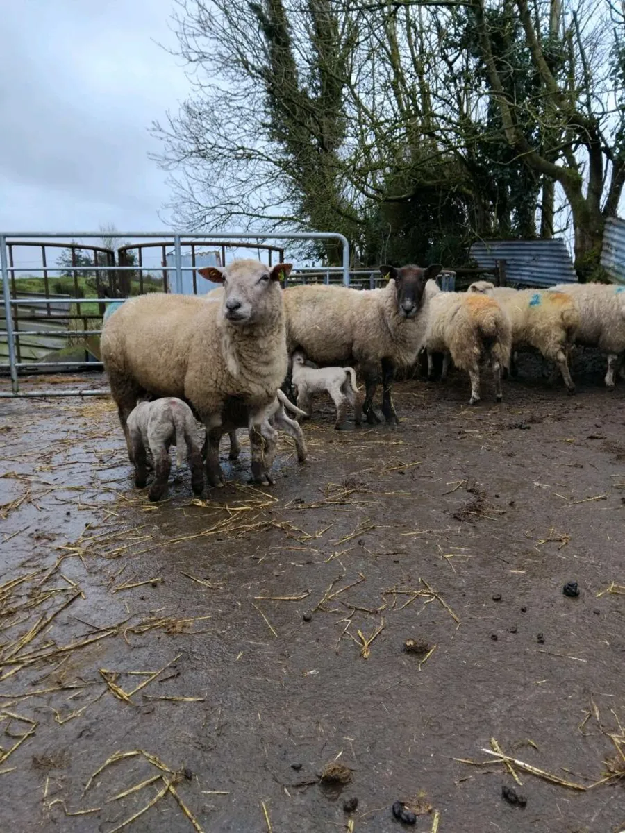 🌟🌟Ewes with lambs at foot 🌟🌟 - Image 2