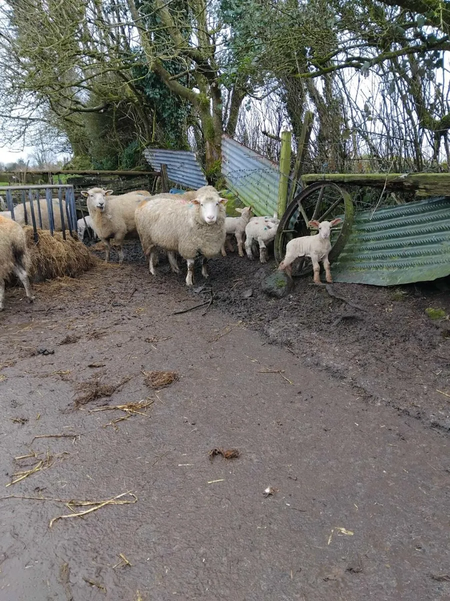 🌟🌟Ewes with lambs at foot 🌟🌟 - Image 3