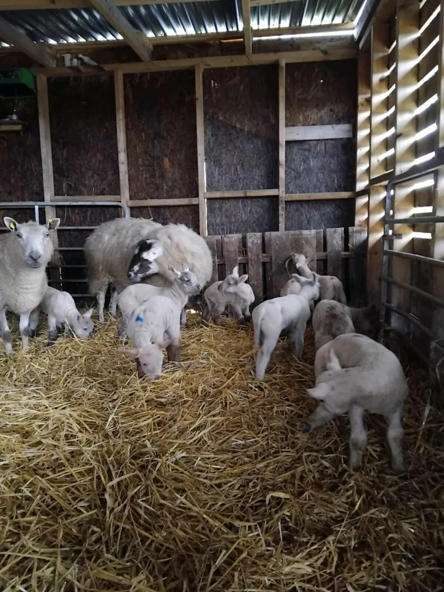 🌟🌟Ewes with lambs at foot 🌟🌟 - Image 4