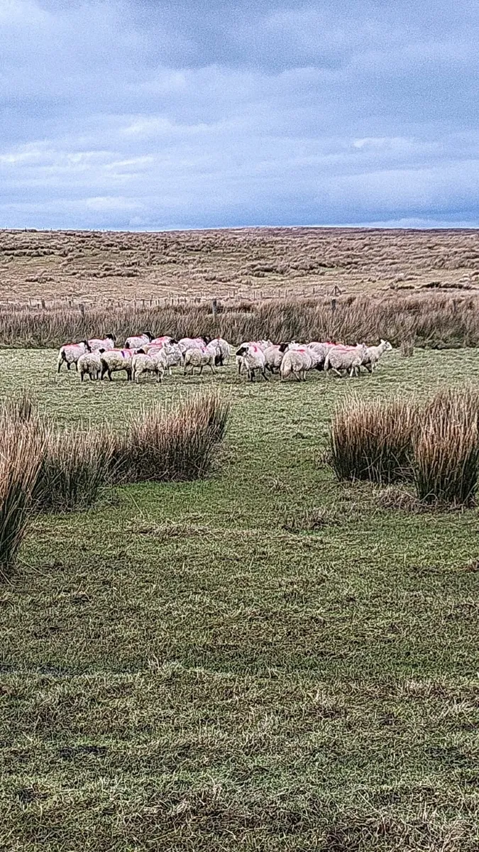 Full symbol Organic Hoggets - Image 2