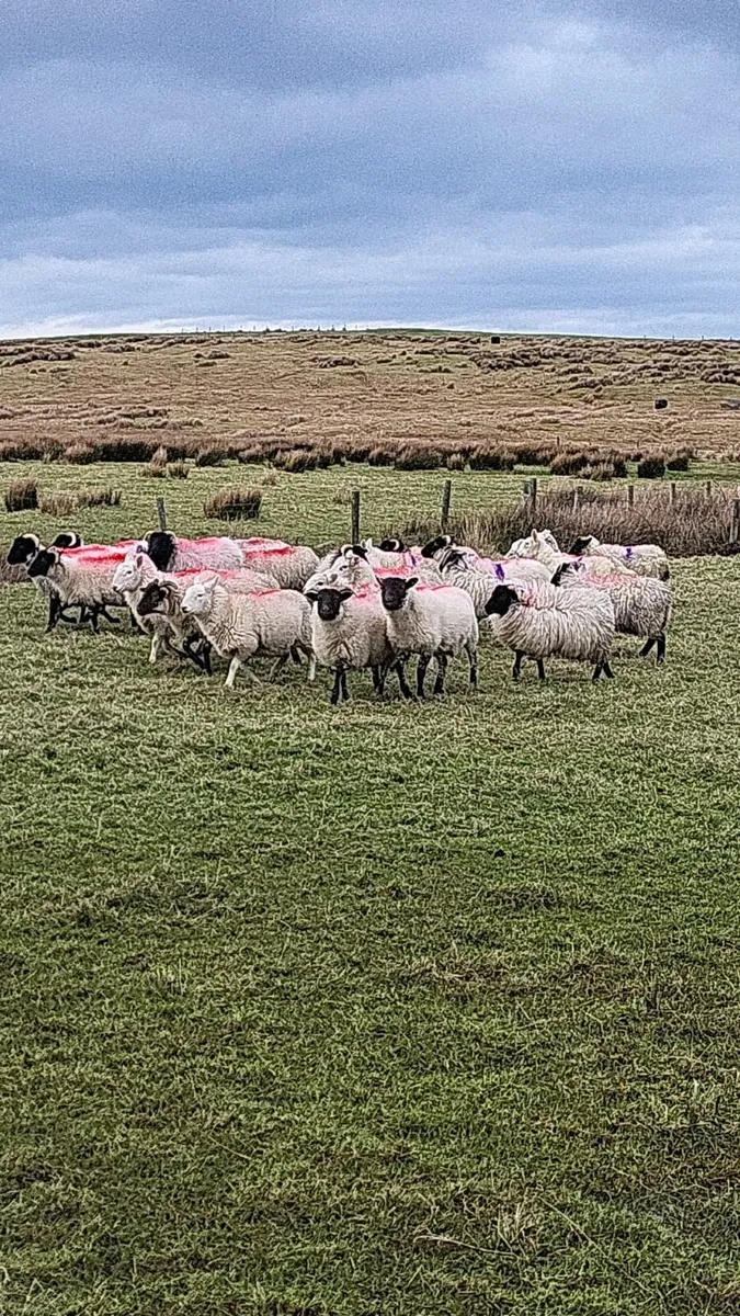 Full symbol Organic Hoggets - Image 3