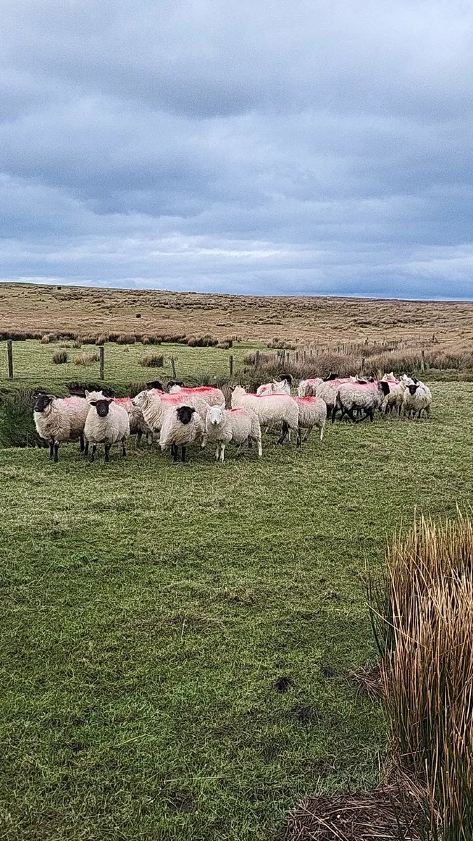 Full symbol Organic Hoggets - Image 1