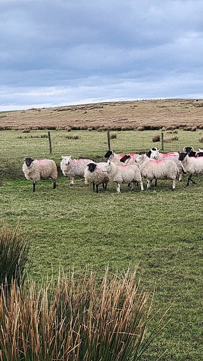 Full symbol Organic Hoggets - Image 4