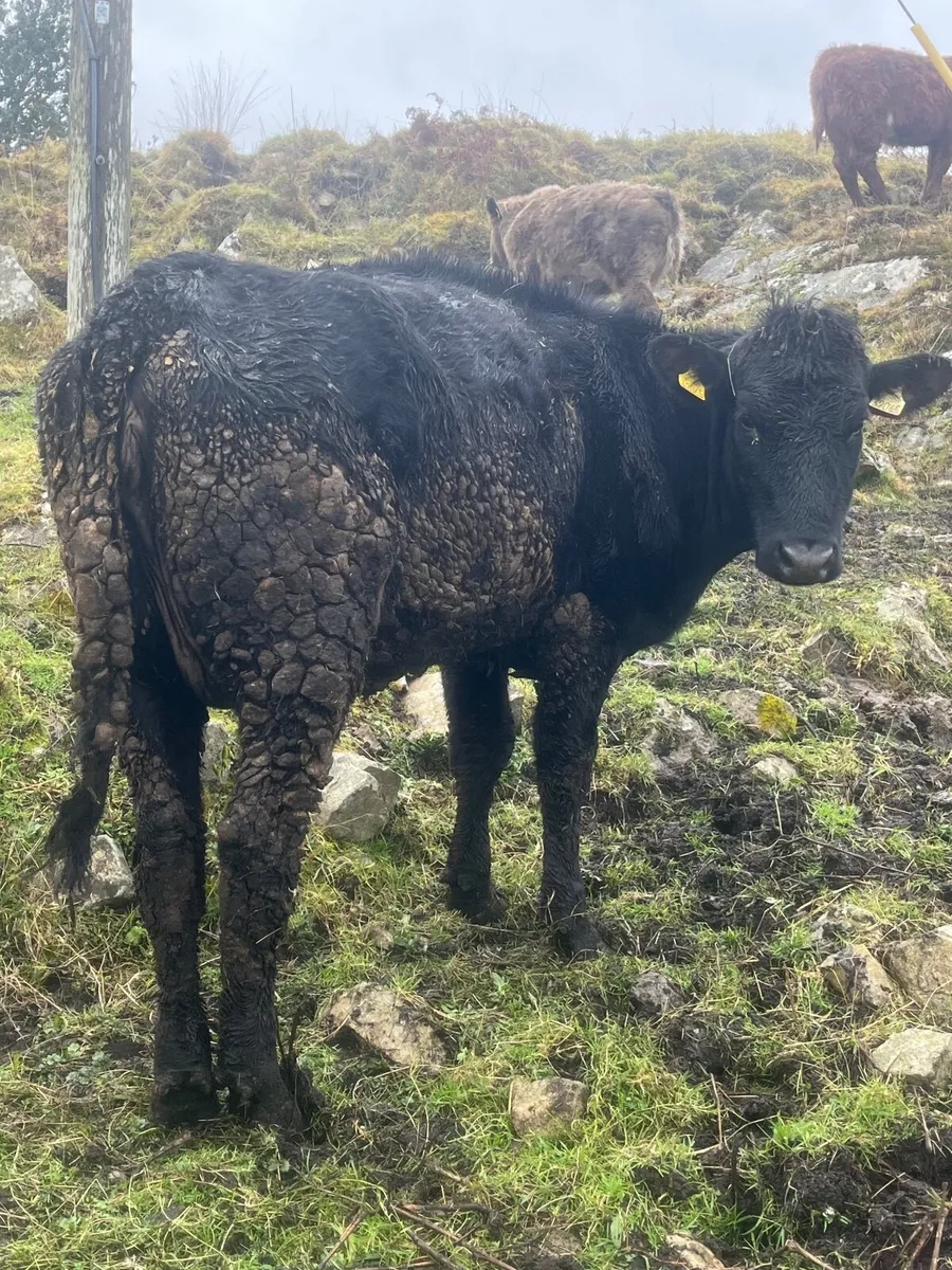 Angus heifer and calf - Image 2