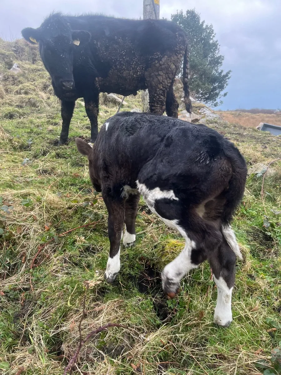 Angus heifer and calf - Image 3