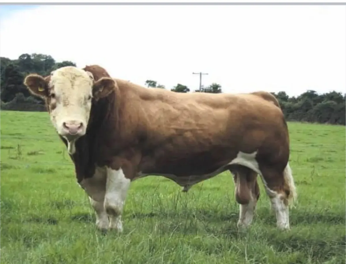 Bull semen- Milton lord Tiffoney - Image 1