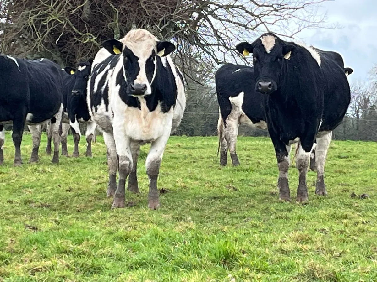 Incalf Friesian dairy heifers - Image 1