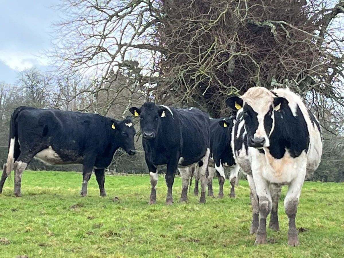 Incalf Friesian dairy heifers - Image 2
