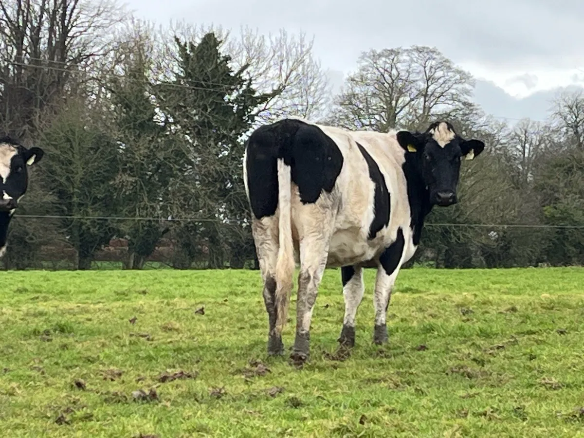 Incalf Friesian dairy heifers - Image 4
