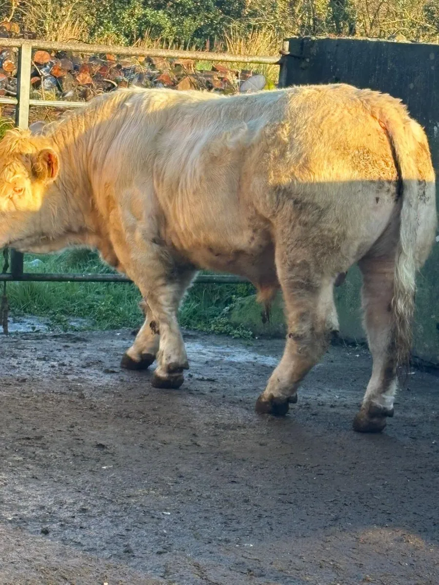 5 ⭐️ PBR CHAROLAIS BULLS. - Image 2