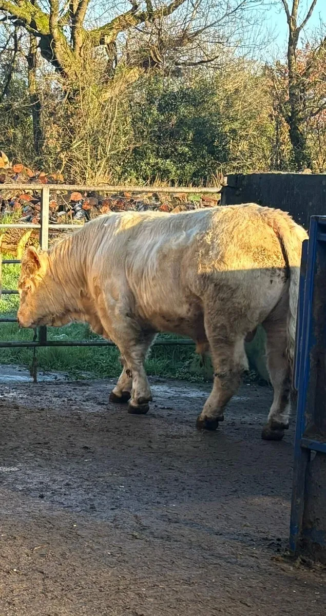 5 ⭐️ PBR CHAROLAIS BULLS. - Image 3