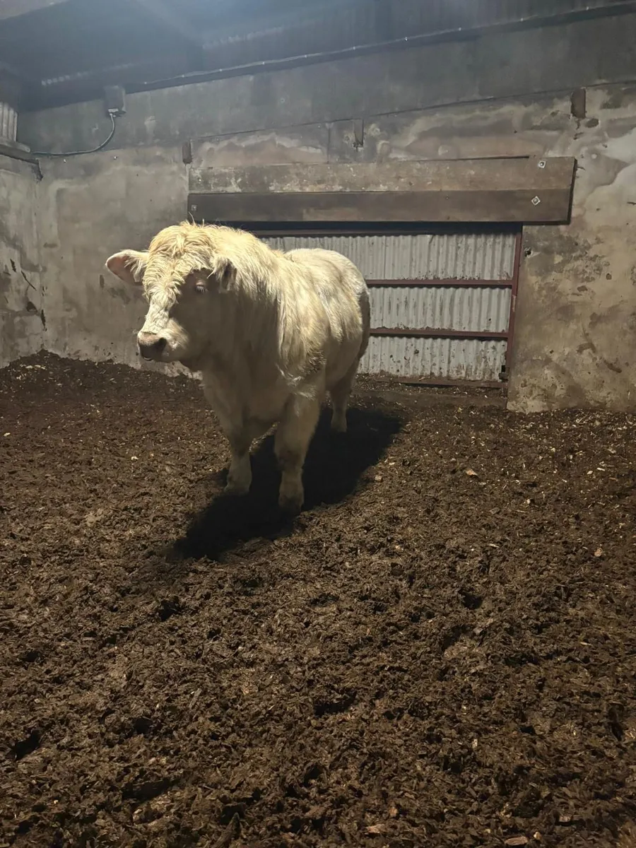 5 ⭐️ PBR CHAROLAIS BULLS. - Image 4